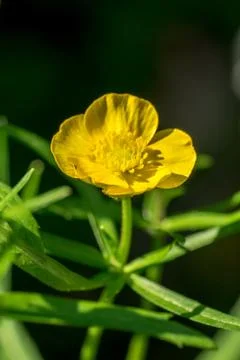 Closeup of butttercup flower (Ranunculus) Stock Photos
