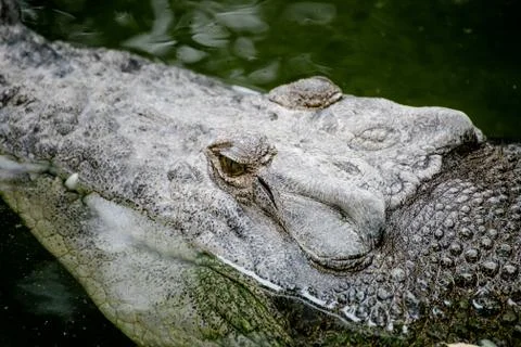 Closeup of a c crocodile eye in Australia Stock Photos