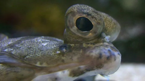 Closeup of a C-O Sole's large watchful eye Stock Footage 368334