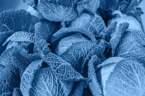 Closeup cabbage background Stock Photos