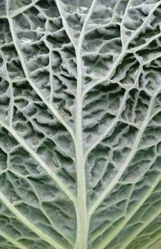 Closeup of cabbage leaf showcasing its intricate texture Fotos Stock