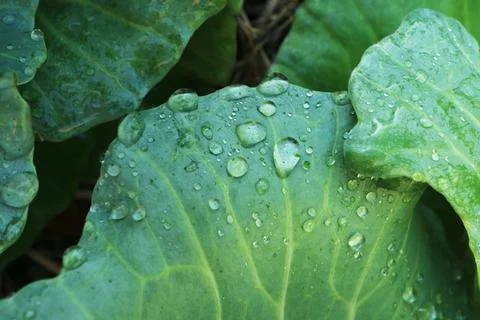 Closeup of Cabbage Leaf Texture with Water Droplets Photos
