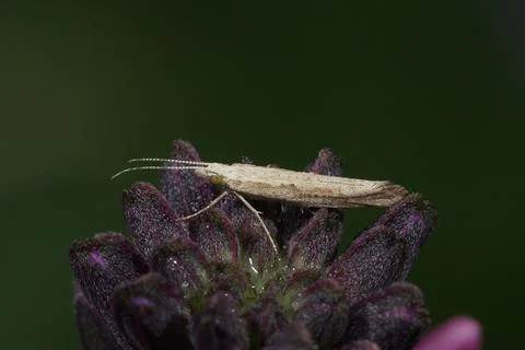 Closeup on the cabbage or small diamondback moth, Plutella xylostella, sitt.. Stock Photos