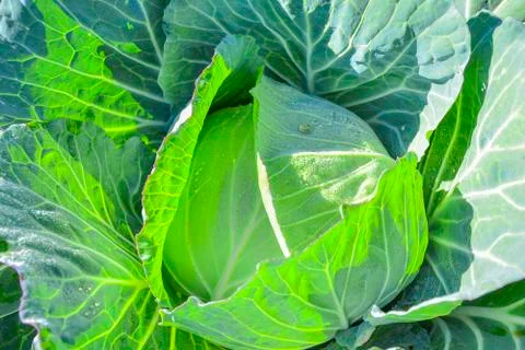 Closeup of the cabbage Stock-Fotos
