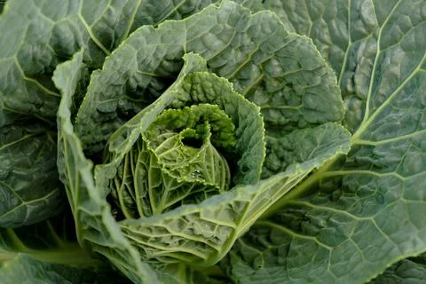 Closeup of cabbage Stock Photos