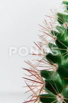 Closeup of cactus and spikes against white background Stock Photos