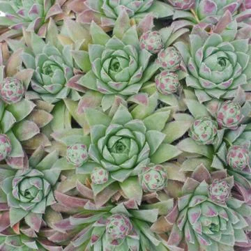 Closeup cactus background Stock Photos