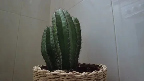 Closeup of a cactus in a basket with tiles in the background Stock Footage 230630693