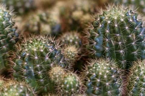 Closeup of cactus cluster Stock Photos