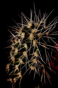 Closeup of cactus with dark background Stock Photos