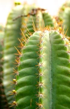 Closeup of cactus Stock Photos