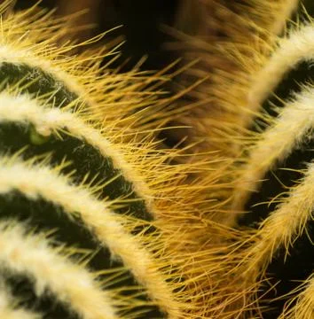 Closeup Cactus Stock Photos