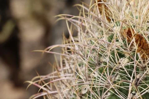 Closeup on Cactus Stock-Fotos