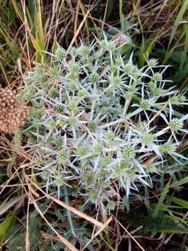 Closeup of a cactus Stock Photos