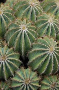 Closeup Cactus Stock Photos