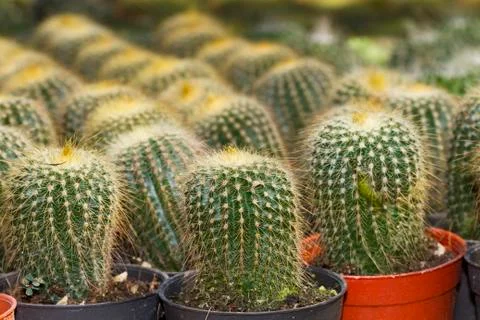 Closeup cactus pot Stock Photos