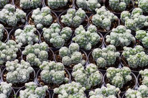 Closeup cactus pot Stock Photos
