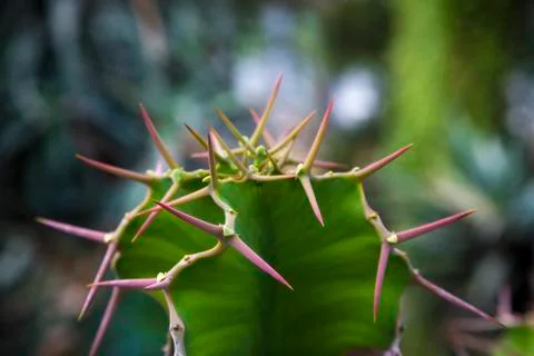 Closeup of a cactus with red prickles Stock Photos