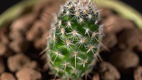 Closeup of a cactus slow motion, macro Stock Footage 76195252