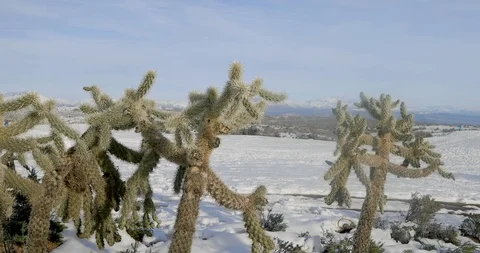 Closeup of a Cactus with the Snow in the Backgroiund Stock Footage 104225611