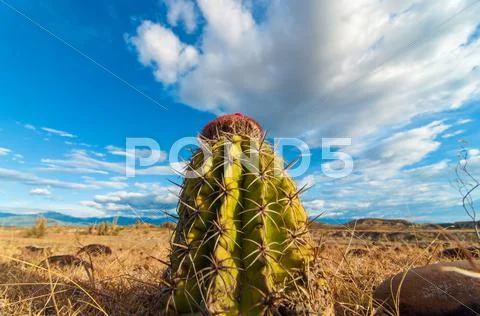 Closeup Cactus View Stock Photos