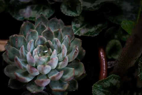 Closeup of a cactus with water inside Stock Photos