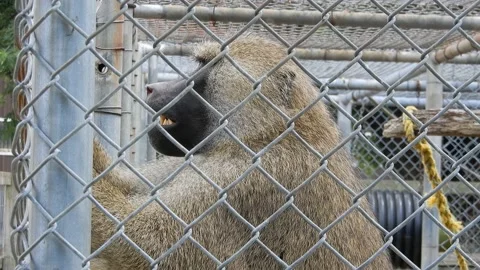 Closeup Caged Animal Bamboo Monkey In Petting Zoo Looking Out Wishing To Esc 스톡 동영상 165697204