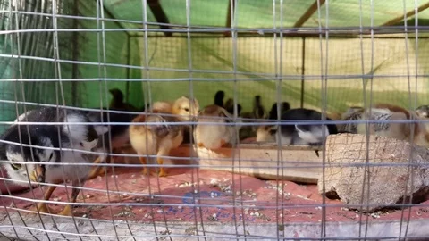 Closeup of caged chicks moving around in the cage, Muang Ngoi, Luang Prabang Видео 80923286