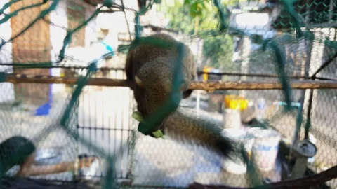 Closeup of caged flying squirrel jumps on bars and exposes red furry underbelly Видео 80922232
