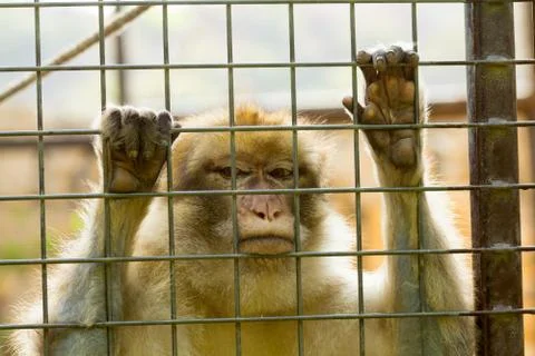 Closeup of caged Monkey with sad looking Foto stock