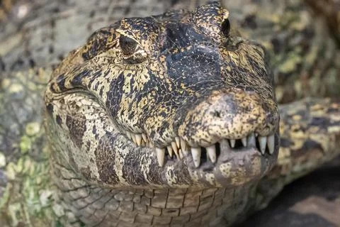 Closeup of a Caiman Stock Photos