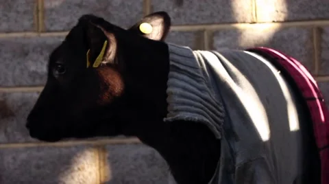 Closeup of a calf eating Stock Footage 45262595