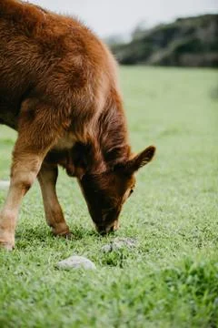 Closeup of a calf Stock Photos