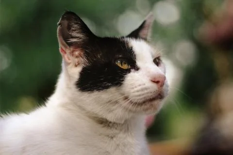 Closeup of a Calico cat looking away in a garden Stock Photos