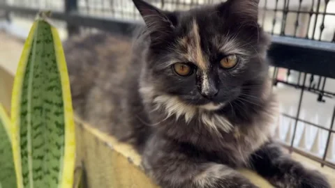 Closeup of a calico persian kitten sitting in the terrace balcony and chillin Stock Footage 320097765