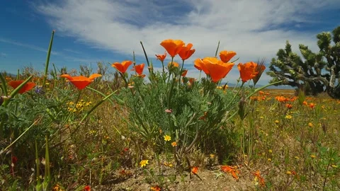 Closeup of California Poppies in Antelope Valley 60fps 5 of 8 動画素材 332807553