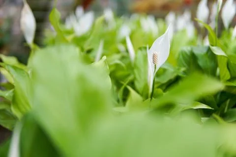 Closeup of Calla lilies. selective focus - Image Stock Photos