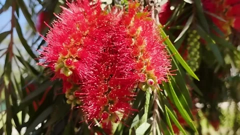 Closeup Callistemon Bottle Brush Bloom in the Wind Spring Season Stock Footage 329467514