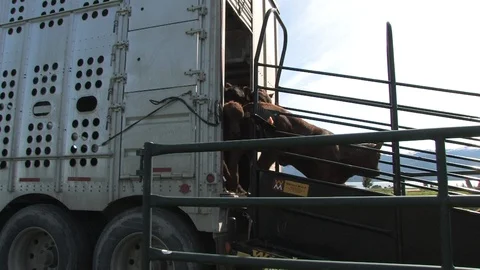 Closeup of Calves Piling Up and Running Down Cattle Chute Stock Footage 119940008
