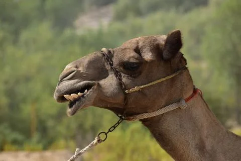 Closeup of a camel. Abu Dhabi, UAE. Stock Photos