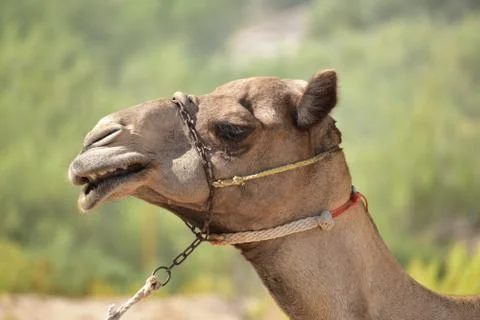 Closeup of a camel. Abu Dhabi, UAE. Stock Photos
