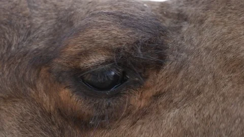 Closeup of Camel in Desert Stock Footage 70583877