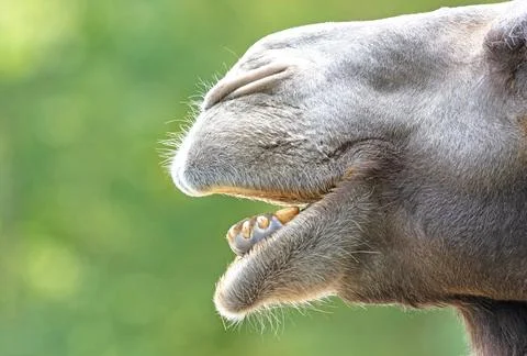 Closeup of a camel, green background Stock Photos
