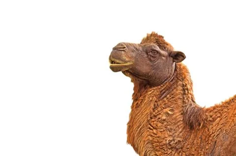 Closeup Camel Head on White Background, Clipping Path Фото