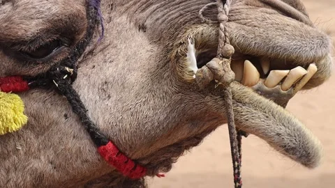 Closeup Of camel teeth  Chewing face in Camel fair Video stock 133142842