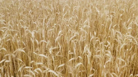 Closeup Camera above beautiful wheat field in a day where wind do some barley Stock Footage 135745541