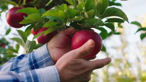 Closeup to the camera at apple orchard farmer man pick up the organic ripe apple Stock Footage 166570479