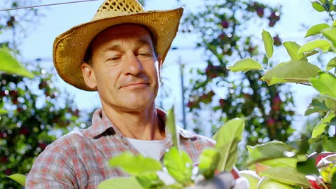 Closeup to the camera attractive farmer collecting some apple from the tree very Video stock 143076417