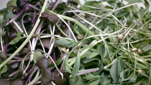 Closeup camera moves slowly showing fresh radish sprouts Stock Footage 92146408