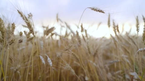 Closeup, camera moving through spikesgolden ears of wheat in agricultural field. Stock Footage 206457731